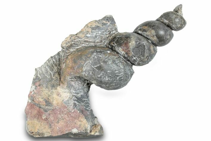 Devonian Fossil Gastropod Internal Mold - Issoumour, Morocco #282733